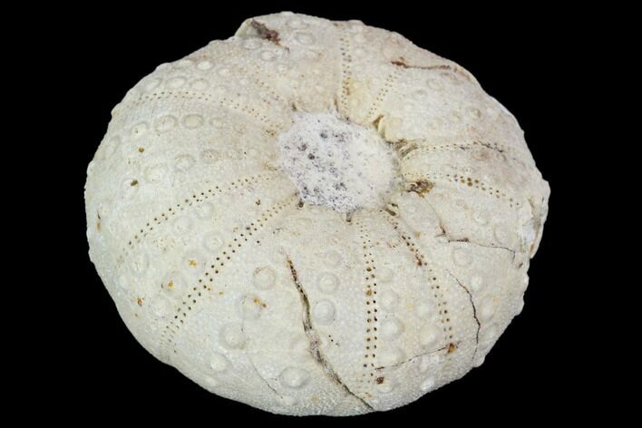 Fossil Sea Urchin (Heterodiadema) - Morocco #104490